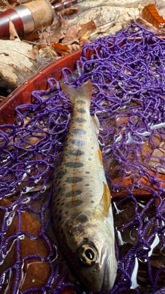 ヤマメの釣果