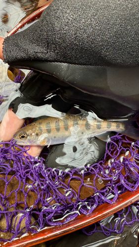 ヤマメの釣果