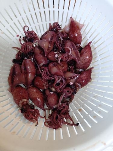 ホタルイカの釣果