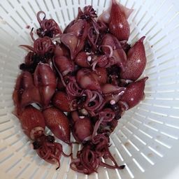 ホタルイカ