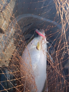 ヒレナガカンパチの釣果