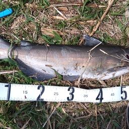 アメリカナマズ