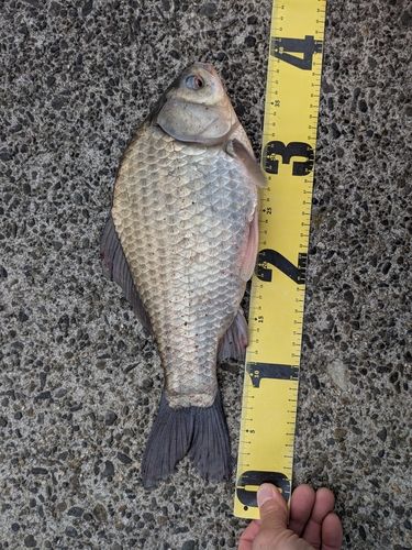 ヘラブナの釣果