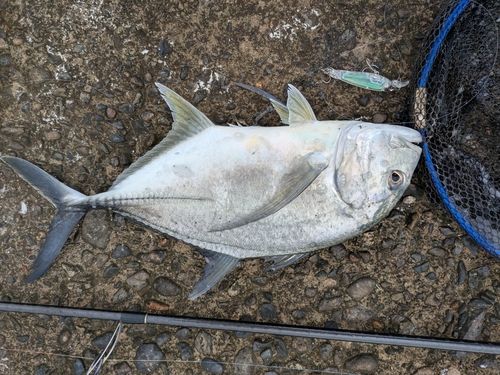 ロウニンアジの釣果