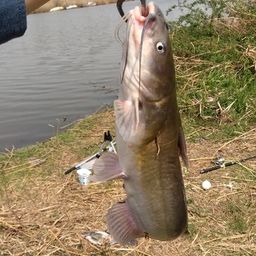 アメリカナマズ