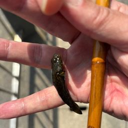 ヌマチチブ