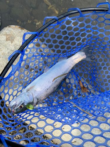 ニジマスの釣果