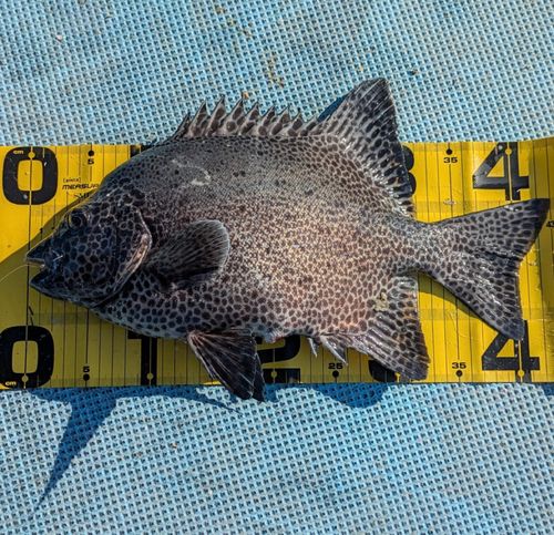イシガキダイの釣果