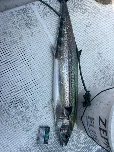 サワラの釣果