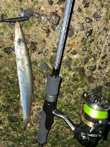 カマスの釣果