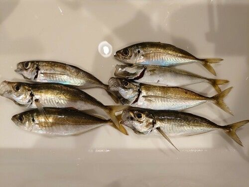 アジの釣果
