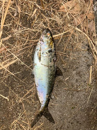 コノシロの釣果