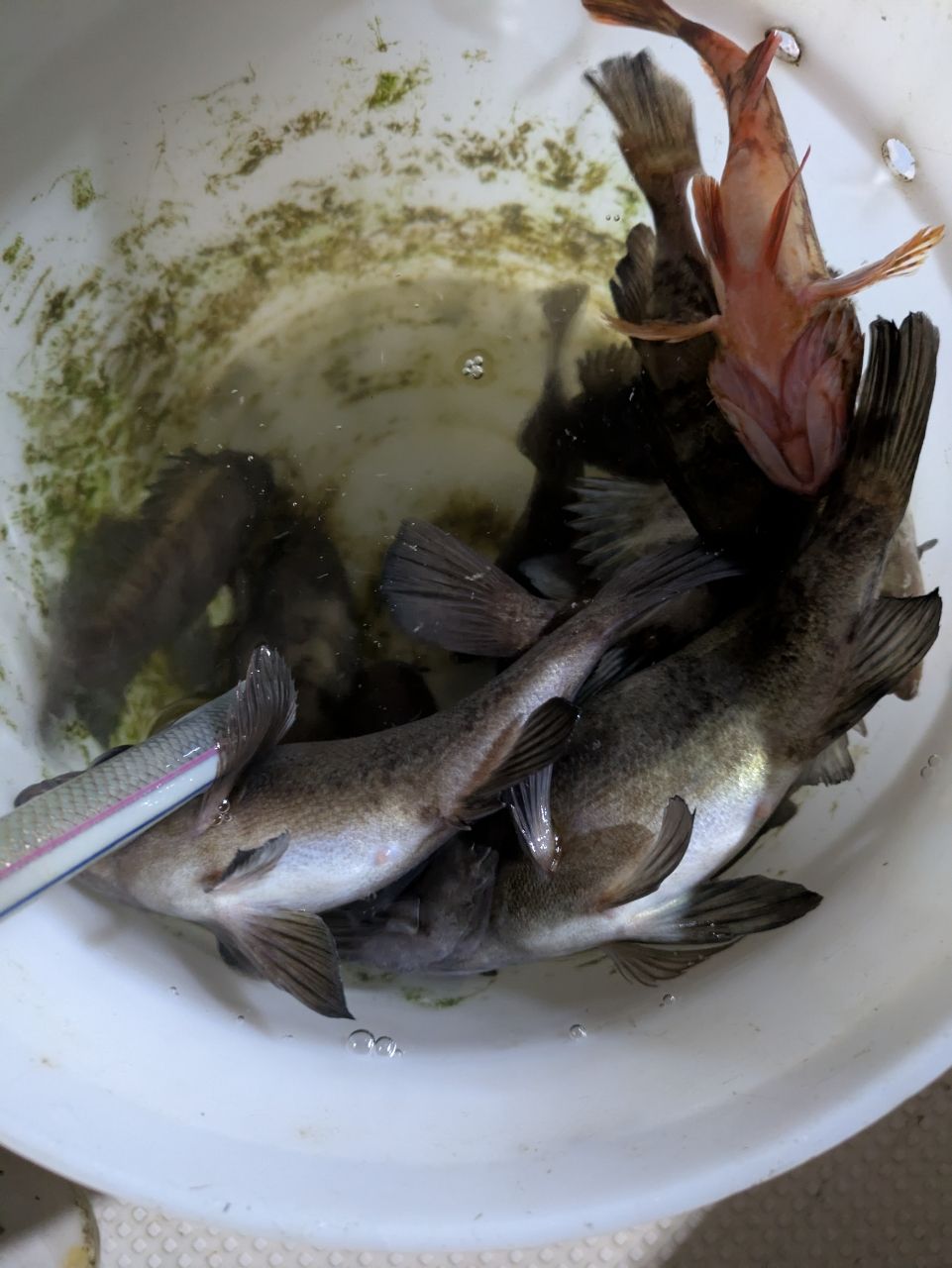 KOMONOさんの釣果 1枚目の画像