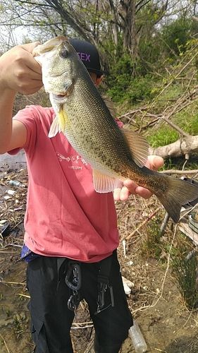 ブラックバスの釣果
