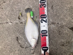 マガレイの釣果