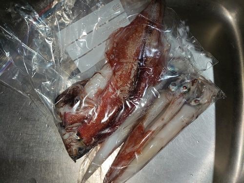 ヤリイカの釣果