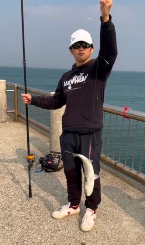 ボラの釣果