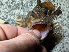 カサゴの釣果