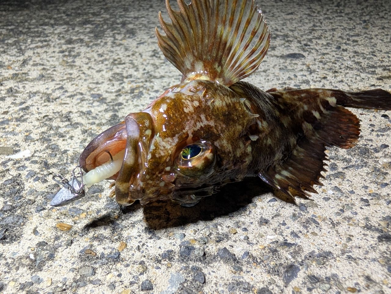 カサゴ