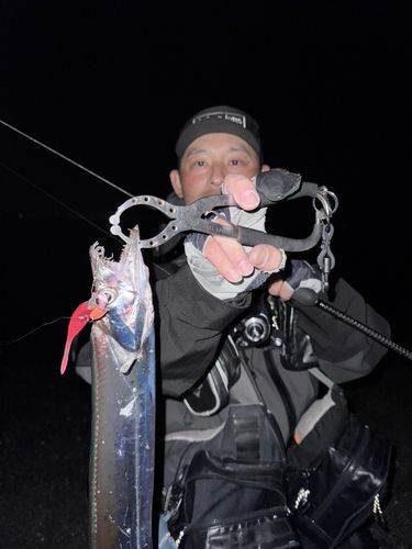 タチウオの釣果