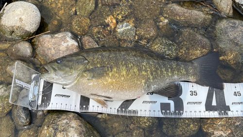 スモールマウスバスの釣果