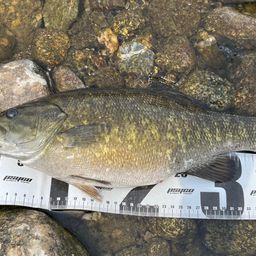 スモールマウスバス