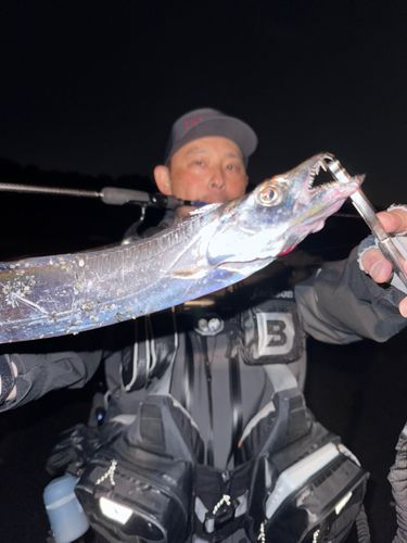 タチウオの釣果
