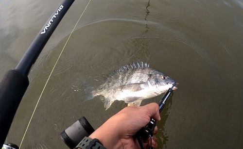 キビレの釣果