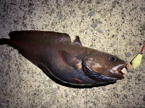 エゾイソアイナメの釣果
