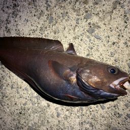 エゾイソアイナメ