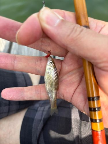 モツゴの釣果