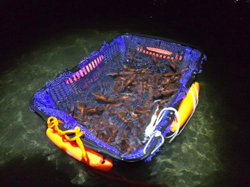 ホタルイカの釣果