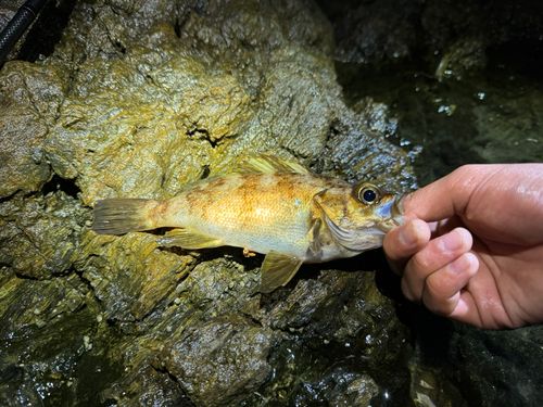 ライギョの釣果