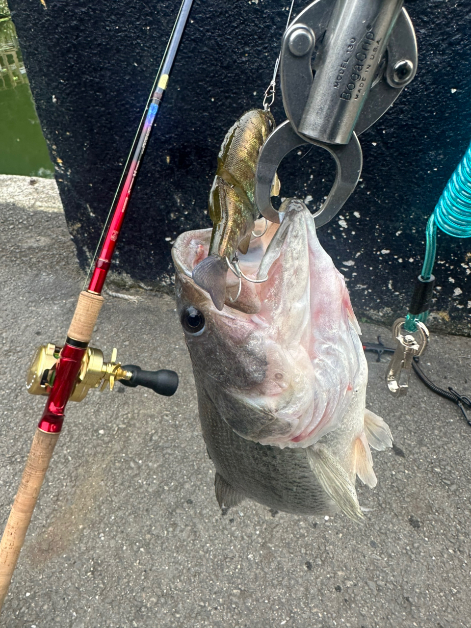 SHIMANO 20ワールドシャウラ ドリームツアーエディション 1703R