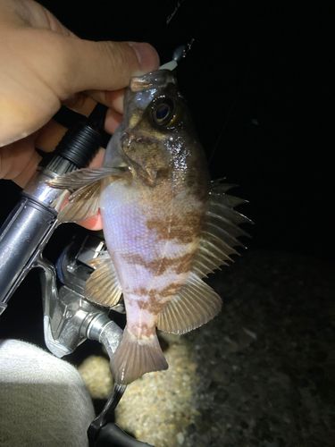 シロメバルの釣果