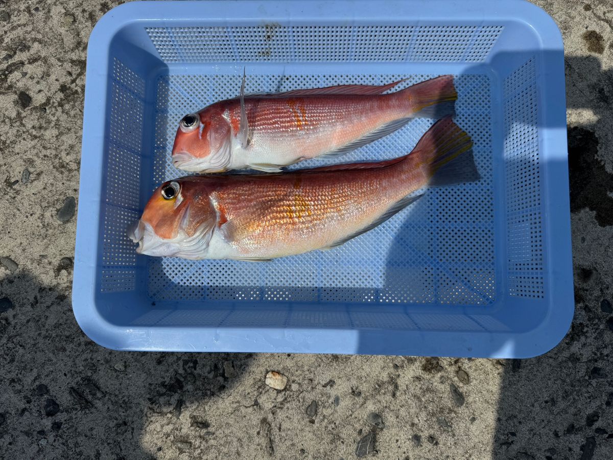 358丸さんの釣果 2枚目の画像
