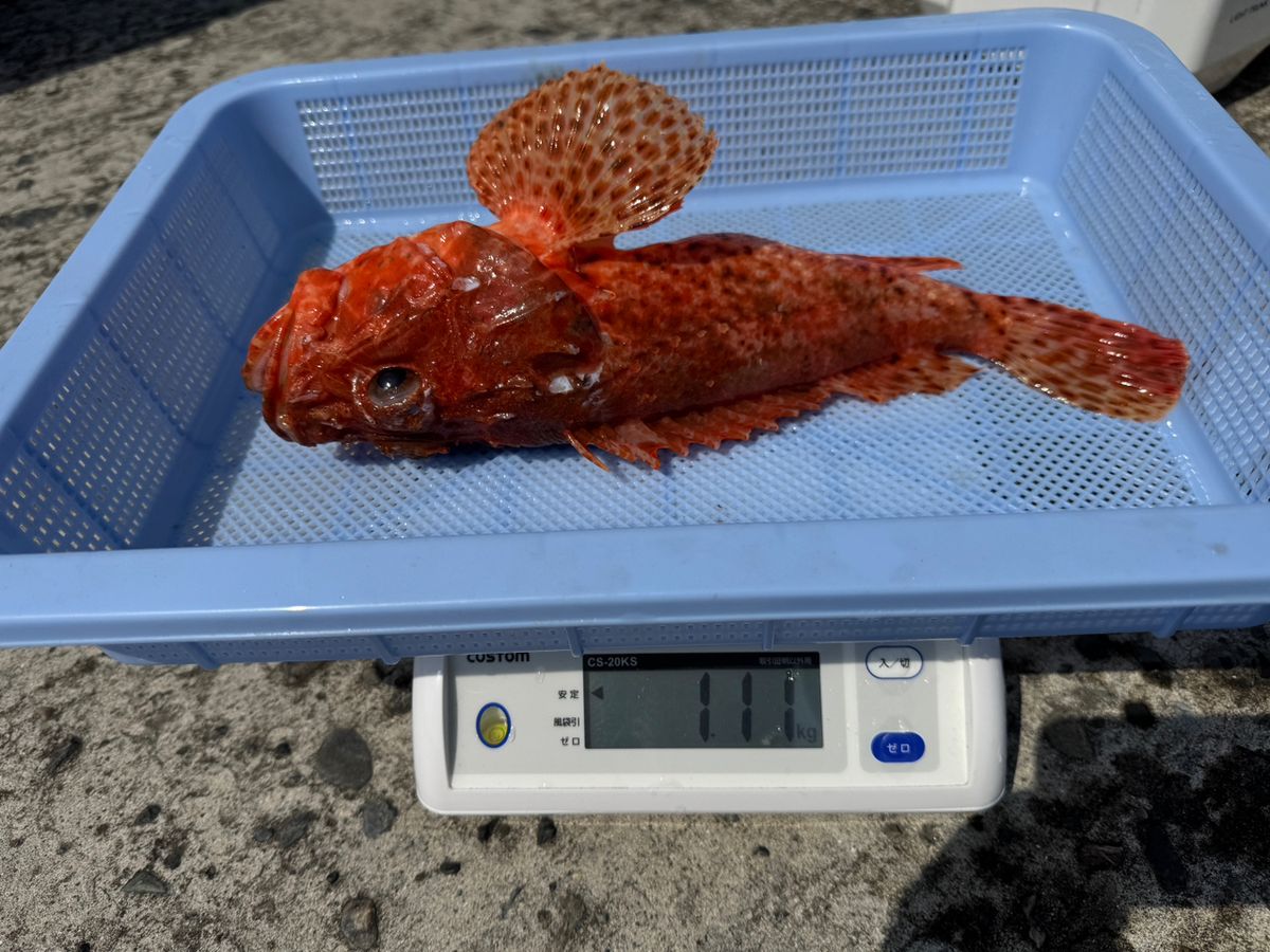 358丸さんの釣果 3枚目の画像