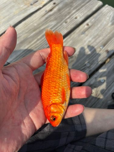 キンギョの釣果
