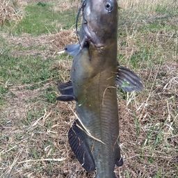 アメリカナマズ