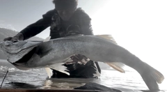 スズキの釣果