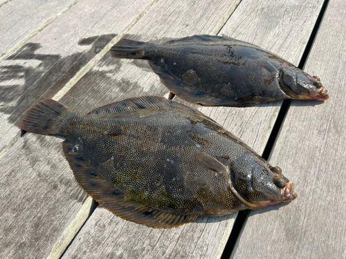 ホシガレイの釣果