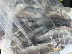 レインボートラウトの釣果