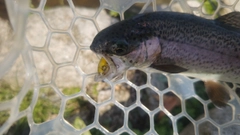 トラウトの釣果