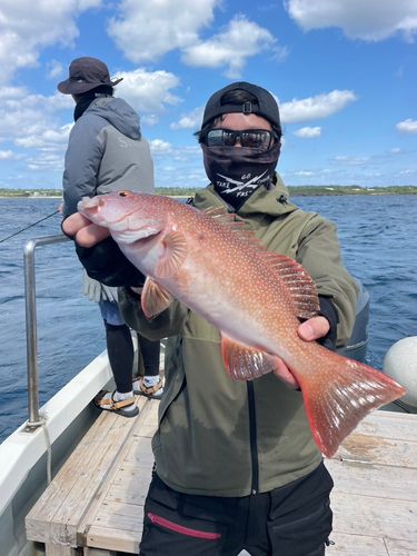 スジアラの釣果