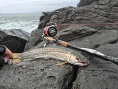 アメマスの釣果