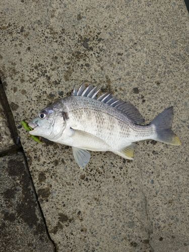 キビレの釣果