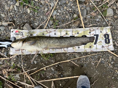 ナマズの釣果
