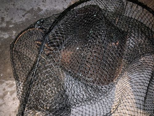 アカエイの釣果