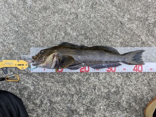 アイナメの釣果