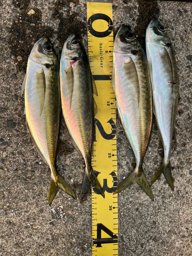 アジの釣果